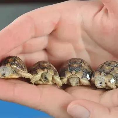 哇,刚破壳的小乌龟,真的好小啊! ▼