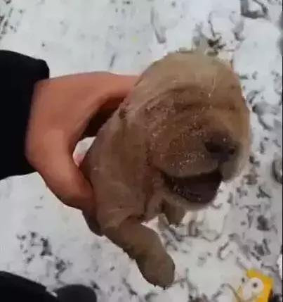 雪地里捡到一只小奶狗,拿起来一看,已经变成了