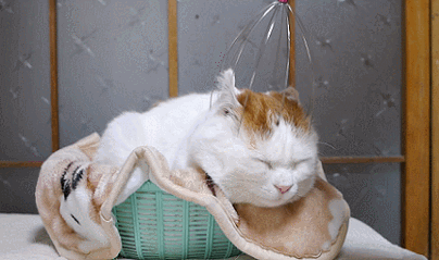 每天问自己一千零一遍,猫怎么能这么可爱