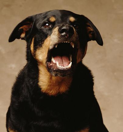 世界名犬罗威纳犬rottweiler