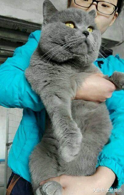 一天吃五餐,好好的蓝猫养成了猫猪精,给买的外套也只能忍痛送人