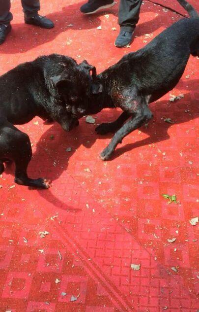 昔日斗狗场战神，比特犬退休后变萌宠