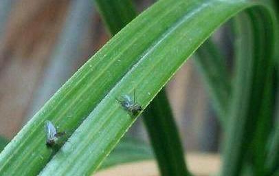 家里养花有小飞虫,太讨厌了,一招消灭全部小飞