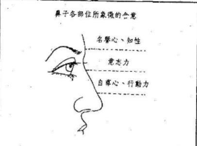 鼻子代表二十岁至四十五岁的运气，鼻梁有节中年时会转业或离婚