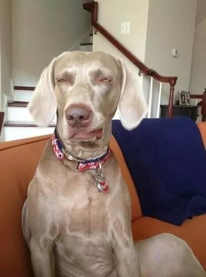 狗狗夏天热伤风怎么办,别大惊小怪,很正常