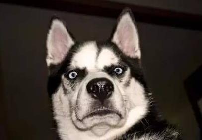 哈奇士为什么有个二哈的名字? 不好意思, 看完没忍住笑了