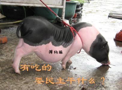 幽默好笑段子几篇