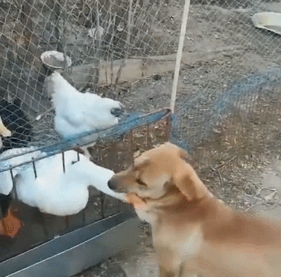 狗狗和鹅大战三百回合,狗咬鹅脖的瞬间,汪:晚上吃鹅肉?