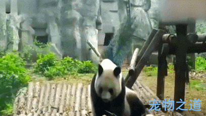 孔雀在熊猫面前开屏炫耀, 熊猫暴脾气发作, 狂追孔雀