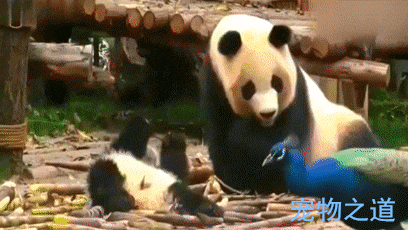 408_230gif 动态图 动图