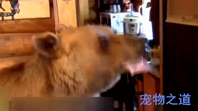 好好一只熊,被俄罗斯人训练成了狗,熊:我的目标是大表哥熊猫