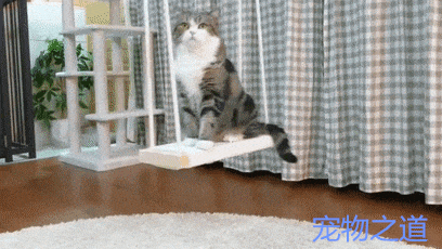 主人家安了秋千,猫咪千方百计想爬上去,惬意的小表情萌翻了