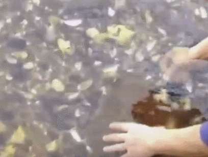 所以说钓鱼的时候,要是鱼到岸边了,最好用抄网去捞鱼哦,不然有可能就