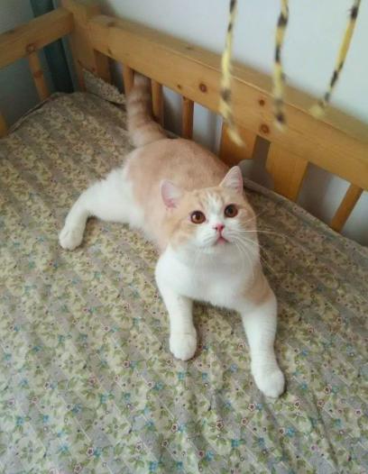 猫星人英短:英短乳白色!英短乳白色!