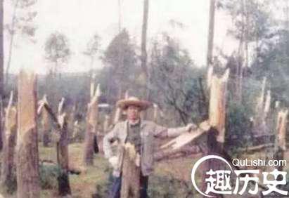 94年贵阳空中怪车事件揭秘,400亩松林瞬间拦腰切断!
