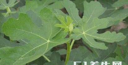 农村这种果树叶子不仅能治痔疮,而且还能断根!便宜又