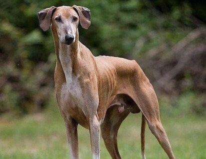 世界上最贵的狗排名