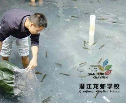 潜江龙虾学校-养殖小龙虾技术看看小龙虾如何