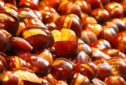 糖炒板栗教程 新浪网