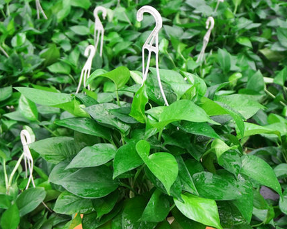 7种植物最宜室内种植的绿植,种起来吧