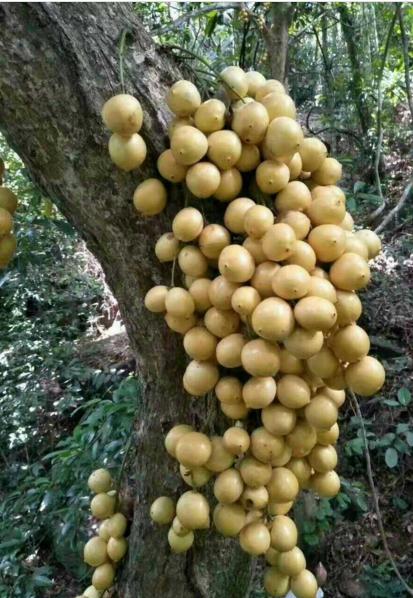 这7种国内顶级水果,你吃过几种?