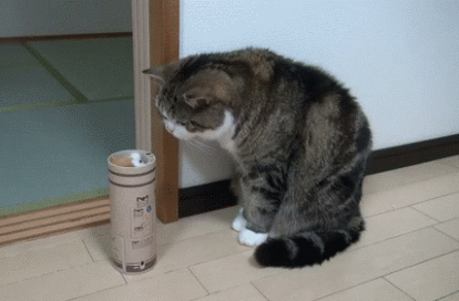 爆笑gif:其实有早就看你不顺眼了