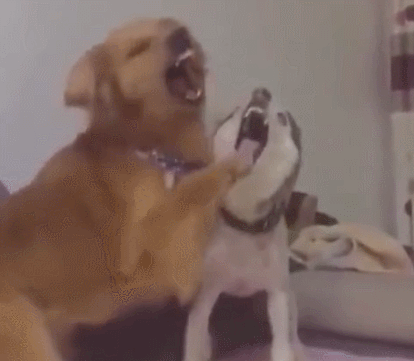 金毛和二哈生活在一起,性格被感染变傻,行为看不下去!