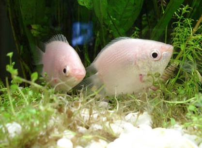 接吻鱼怎么繁殖 接吻鱼一年可繁殖多次