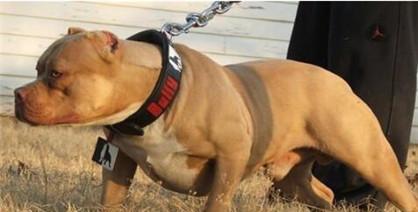 斗狗用的比特犬怎么训练胆量？比特犬的力量训练方法