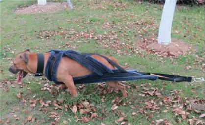 斗狗用的比特犬怎么训练胆量？比特犬的力量训练方法