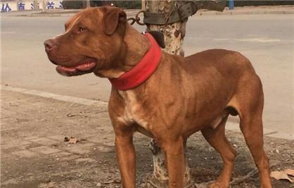 斗狗用的比特犬怎么训练胆量？比特犬的力量训练方法