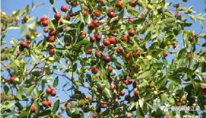 老一辈重庆人、四川人记忆中的野果子,童年消