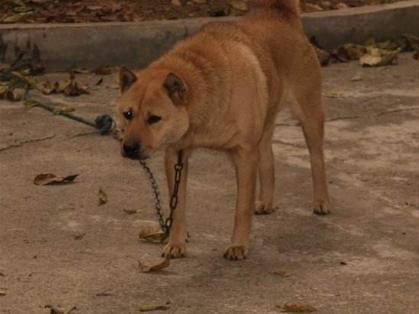 狗主人把狗栓了八年,到狗快死才放出来,看到这