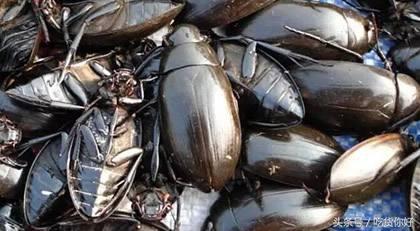 [恶心美食系列]外地人眼里广东恶心美食,你有勇