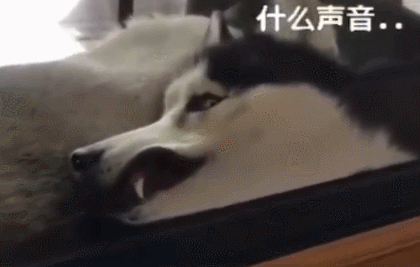 哈士奇靠在玻璃上睡觉,表情实在是太搞笑,主人直接笑