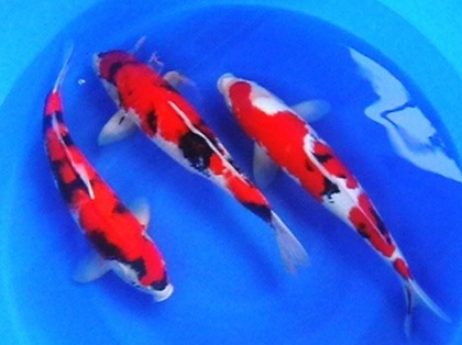 锦鲤身上有白点怎么办 怎么去治疗预防呢?