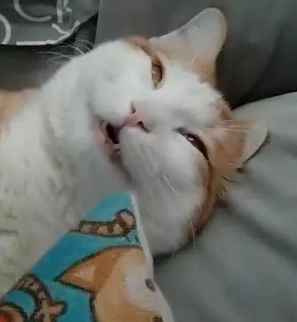 壁纸 动物 狗 狗狗 420_455