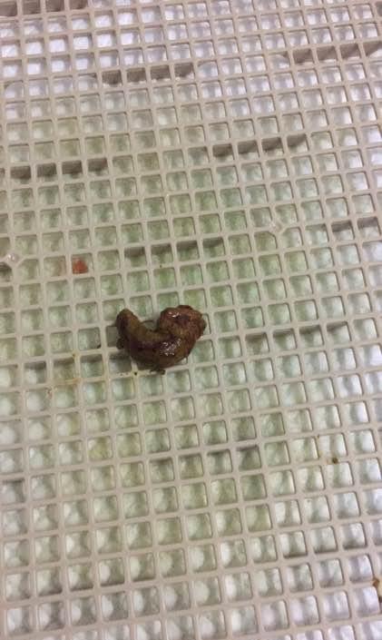 送狗狗去寄养结果回来后拉血:再也不敢信任宠