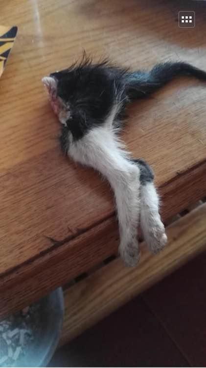 猫妈妈生完小猫脾气变差,半个月后将小猫全部咬死,主人懵了