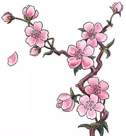 好看实用的梅花纹身手稿