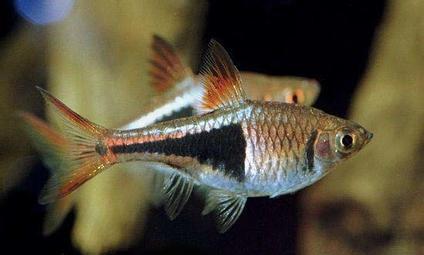 三角灯鱼的日常饲养