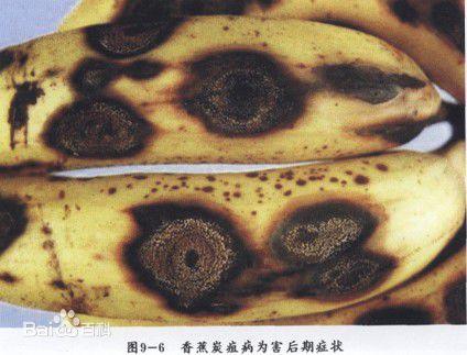 香蕉上的黑点是什么?对人体有害吗