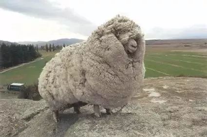 就这样3岁的时候 shrek活生生把自己变成了一只野羊 外面的生活虽