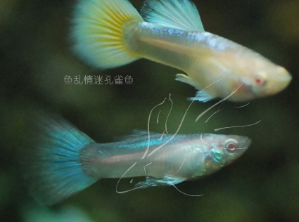 (高手进阶)控制孔雀鱼生男生女的方法