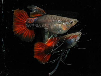 (高手进阶)控制孔雀鱼生男生女的方法