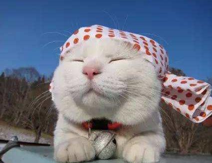 中华田园猫和日本田园猫大PK,说说你更喜欢哪个