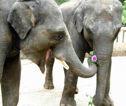 大象也会给心爱的母象送花,这表情也是没谁了!好有情调
