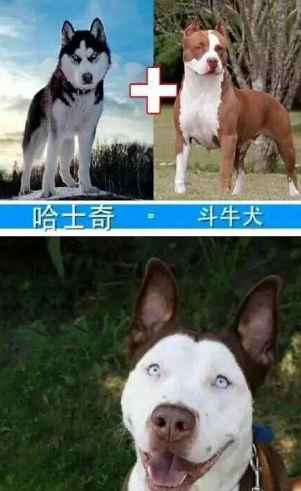 狗狗|哈士奇|杂交_新浪新闻