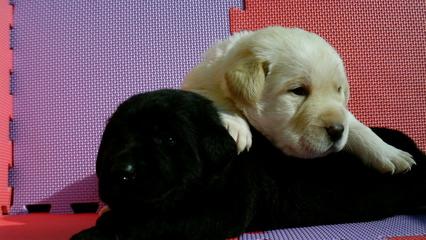 狗狗听不懂指令?教你如何提高狗狗的智商