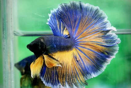 斗鱼要怎么养 斗鱼常见病及解决办法有哪些呢